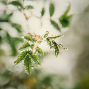 Green leaves with dew drops, close-up Green leaves with dew drops, close-up
